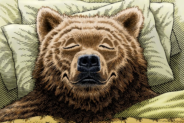 The Bear Chronotype: Your Ultimate Guide The Bear Chronotype: Your Ultimate Guide