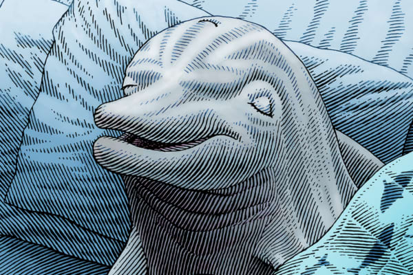 The Dolphin Chronotype: Your Ultimate Guide The Dolphin Chronotype: Your Ultimate Guide