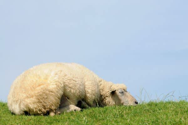 How Do Animals Sleep? How Do Animals Sleep?